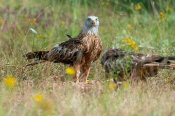 Milan royal,.Milvus milvus , Red Kite