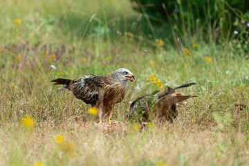 Milan royal,.Milvus milvus , Red Kite