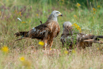 Milan royal,.Milvus milvus , Red Kite