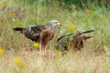 Milan royal,.Milvus milvus , Red Kite