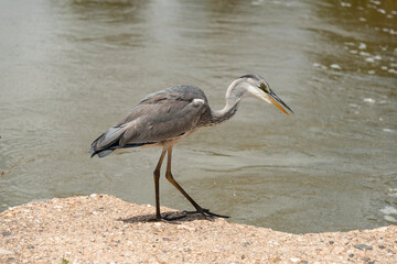 Héron cendré, Ardea cinerea, Grey Heron