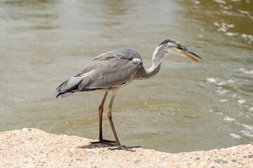 Héron cendré, Ardea cinerea, Grey Heron