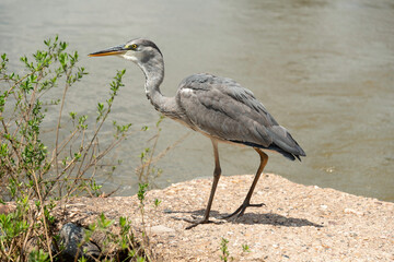 Héron cendré, Ardea cinerea, Grey Heron