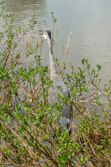 Héron cendré, Ardea cinerea, Grey Heron