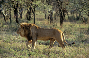 Lion, male, Panthera leo, Parc national du Serengeti, Tanzanie