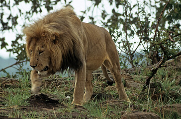 Obraz premium Lion, male, Panthera leo, Parc national du Serengeti, Tanzanie