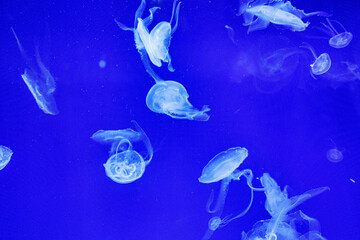  jellyfish float gracefully against a deep blue background