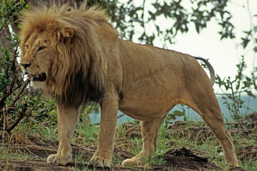 Lion, male, Panthera leo, Parc national du Serengeti, Tanzanie
