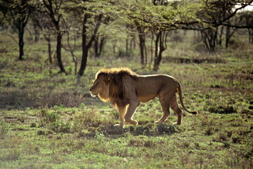 Lion, male, Panthera leo, Parc national du Serengeti, Tanzanie