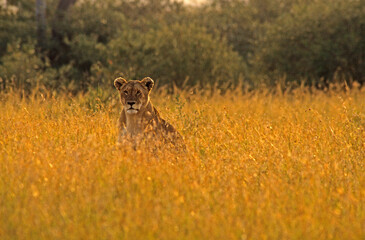 Lionne, Lion, femelle, Panthera leo, Masai Mara, Kenya