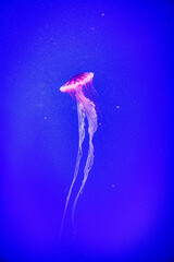  jellyfish float gracefully against a deep blue background