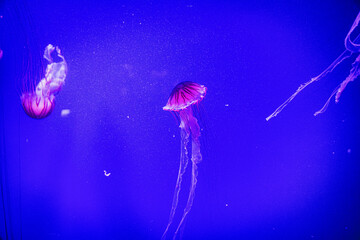  jellyfish float gracefully against a deep blue background