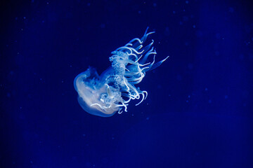  jellyfish float gracefully against a deep blue background