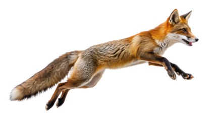  a fox leaping to catch its prey isolated on white background