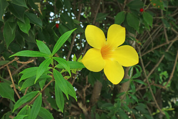 Eye-catching Yellow Allamanda Cathartica or Golden Trumpet Blooming in the Garden