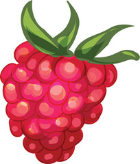 Ripe raspberry with green leaves growing on a white background