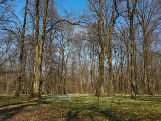 spring in the forest, beginning of spring, first flowers, late autumn, European forest