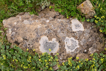 Lichen-covered rock amidst greenery and small yellow flowers.