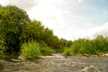 River Flowing Through Lush Green Forest