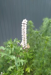 A tall, elegant pink foxglove flower stands proudly in front of a gray wall, reaching for the sky....