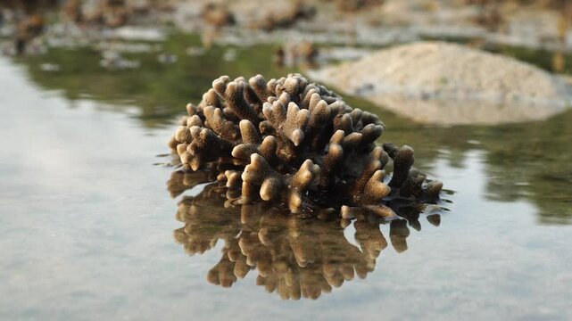 fringing reef in a puddle on the beach