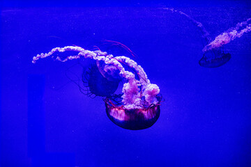 jellyfish float gracefully against a deep blue background