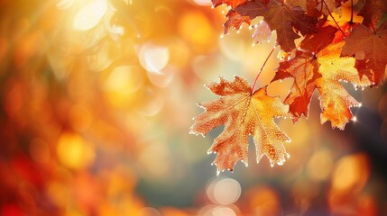 Fototapeta premium Autumn Splendor: Sunlit Maple Leaves Against Bokeh Background