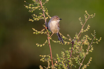 The Rufescent Prinia (Prinia rufescens) is a small warbler with rufous-brown upperparts, a whitish underbelly, and a long, slightly graduated tail.