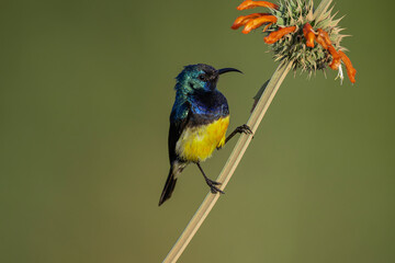The variable sunbird (or yellow-bellied sunbird), Cinnyris venustus