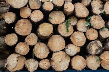 A pile of logs with some of them having green leaves on them