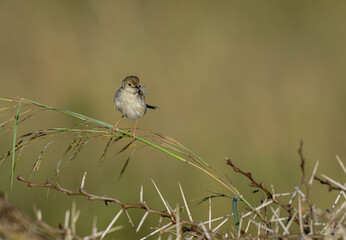 Bright-capped Cisticola (Cisticola exilis) perching on grass and green background in the morning.