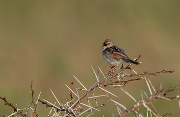 Bright-capped Cisticola (Cisticola exilis) perching on grass and green background in the morning.