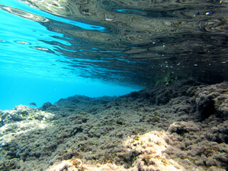 snorkeling nel mare di Torre dell'Orso nel Salento 282