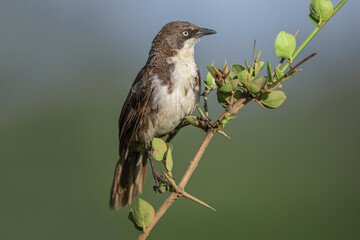 Northern Pied Babbler (Turdoides hypoleuca) is a species of bird in the Leiothrichidae family.
