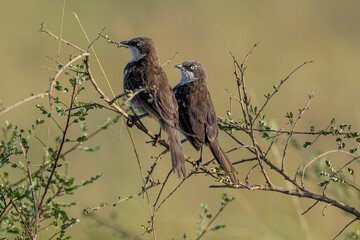 Northern Pied Babbler (Turdoides hypoleuca) is a species of bird in the Leiothrichidae family.