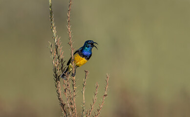 The variable sunbird (or yellow-bellied sunbird), Cinnyris venustus