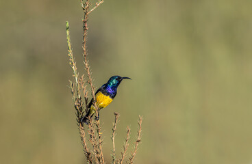 The variable sunbird (or yellow-bellied sunbird), Cinnyris venustus