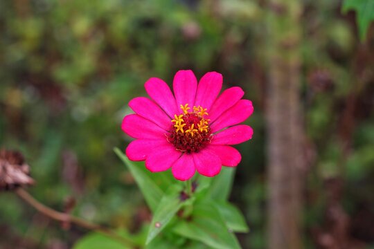 Close up of blooming pink zania flower in the blurred green garden background
