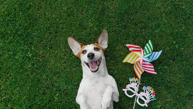 Cute dog jack russell laying on the grass with party eyeglasses and rainbow pinwheel. Pet on Birthday party.&nbsp; Holiday concert.
