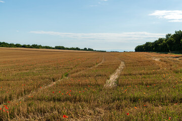 poppy field, sky and harvested field