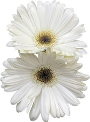 white daisy flower isolated png