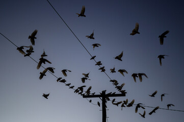 Birds on power lines