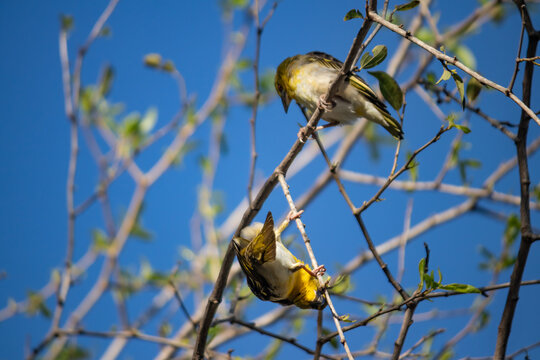 Yellow weaver birds perched among thin leafy branches