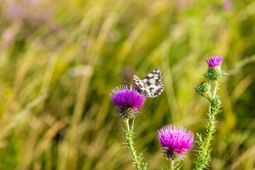checkered butterfly, Melanargia galathea