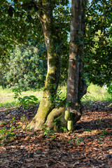 Artocarpus integer