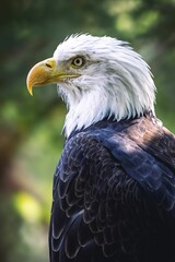 Obraz premium Close-up portrait of a majestic bald eagle with a blurred green background