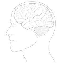 Human Brain anatomy Diagram