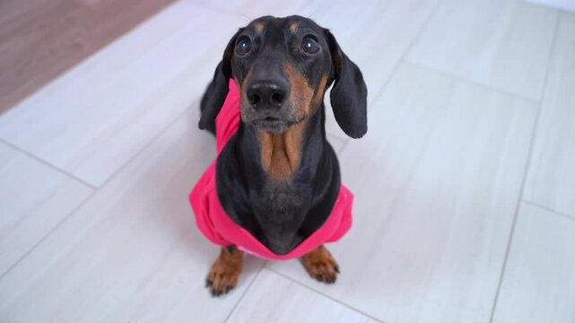 Top view of dog in pink clothes standing on floor, looking with pitiful gaze of beggar, barking decisively, distracting demanding attention Spoiled pet is wait to play with owner dissatisfied in hurry
