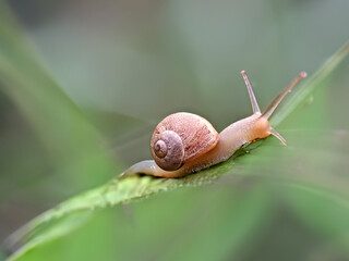 Lumaca che striscia su una foglia verde nella foresta pluviale 846b