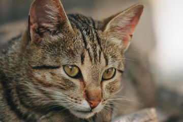 Obraz premium portrait of a cat